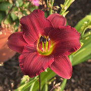 Pardon Me Daylily from Oakes Daylilies