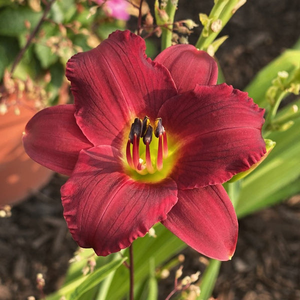 Pardon Me Daylily from Oakes Daylilies