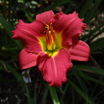 Oakes Daylilies Moses' Fire Daylily - Thumbnail 5