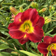 Passion for Red Daylily from Oakes Daylilies