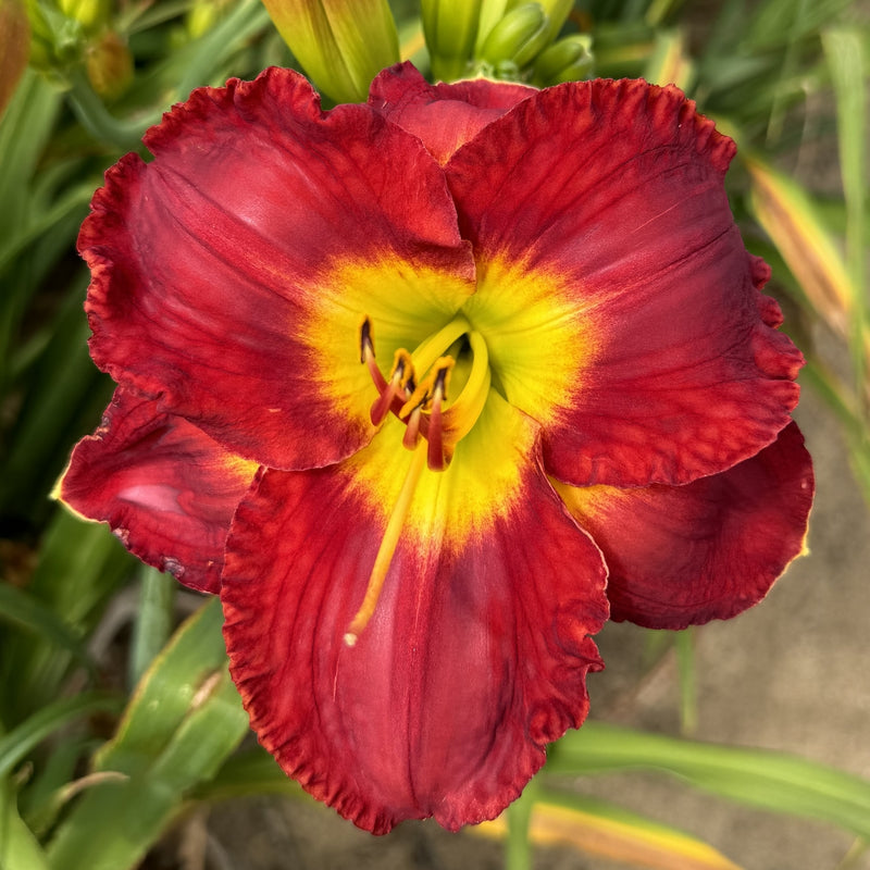 Passion for Red Daylily from Oakes Daylilies