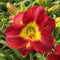 Passion for Red Daylily from Oakes Daylilies