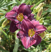 Paul Voth Daylily from Oakes Daylilies