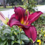 Paul-Voth-Daylily-Oakes-Daylilies