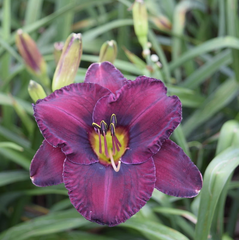 Paul Voth Daylily from Oakes Daylilies