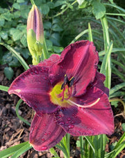 Paul-Voth-Daylily-Oakes-Daylilies
