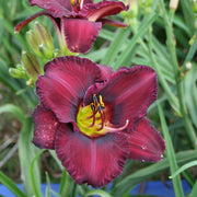 Paul Voth Daylily from Oakes Daylilies