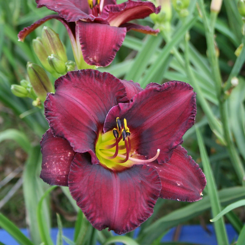 Paul Voth Daylily from Oakes Daylilies