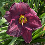 Paul-Voth-Daylily-Oakes-Daylilies