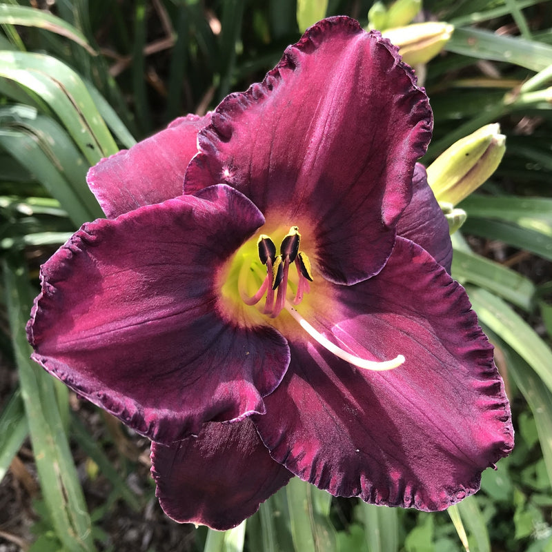 Paul-Voth-Daylily-Oakes-Daylilies