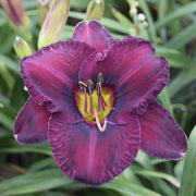 Paul-Voth-Daylily-Oakes-Daylilies