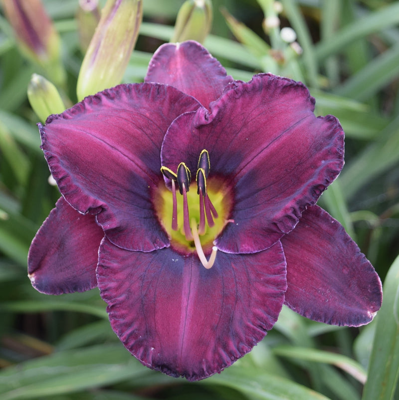 Paul-Voth-Daylily-Oakes-Daylilies