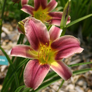 Peacock Alley Daylily from Oakes Daylilies