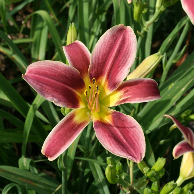 Peacock Alley Daylily from Oakes Daylilies