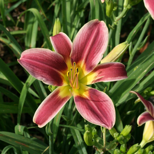 Peacock Alley Daylily from Oakes Daylilies