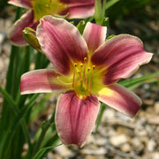Peacock Alley Daylily from Oakes Daylilies