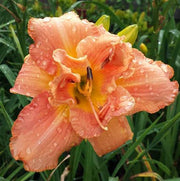 Performing Magic Daylily from Oakes Daylilies