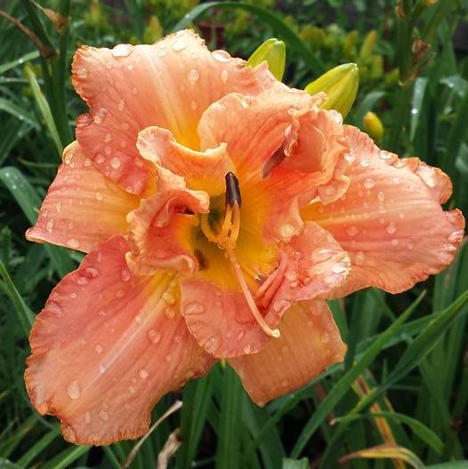Performing Magic Daylily from Oakes Daylilies