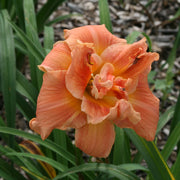 Performing Magic Daylily from Oakes Daylilies