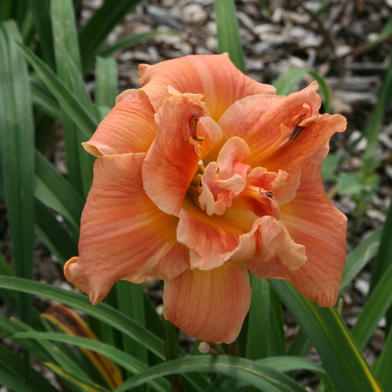 Performing Magic Daylily from Oakes Daylilies
