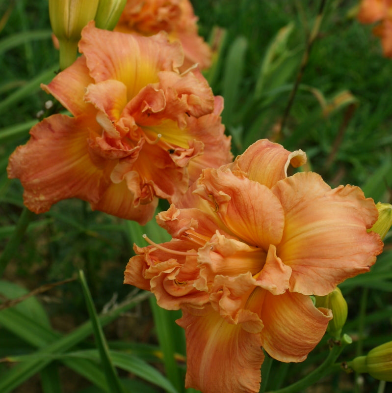 Performing Magic Daylily from Oakes Daylilies