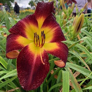 Persian Ruby Daylily from Oakes Daylilies