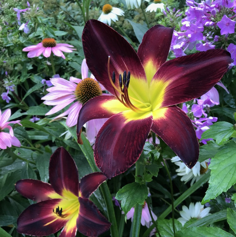 Persian Ruby Daylily from Oakes Daylilies