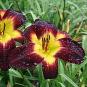 Persian Ruby Daylily from Oakes Daylilies