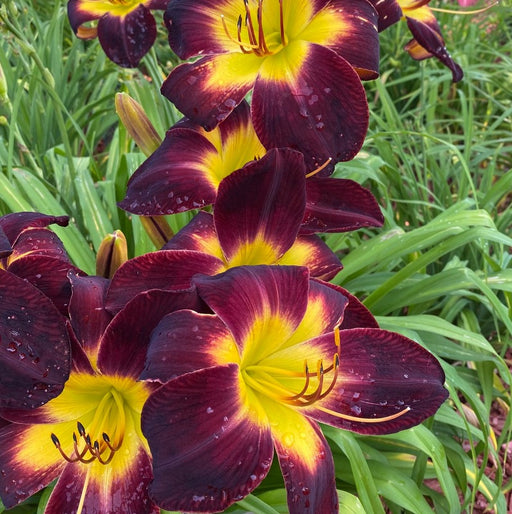 Persian Ruby Daylily from Oakes Daylilies