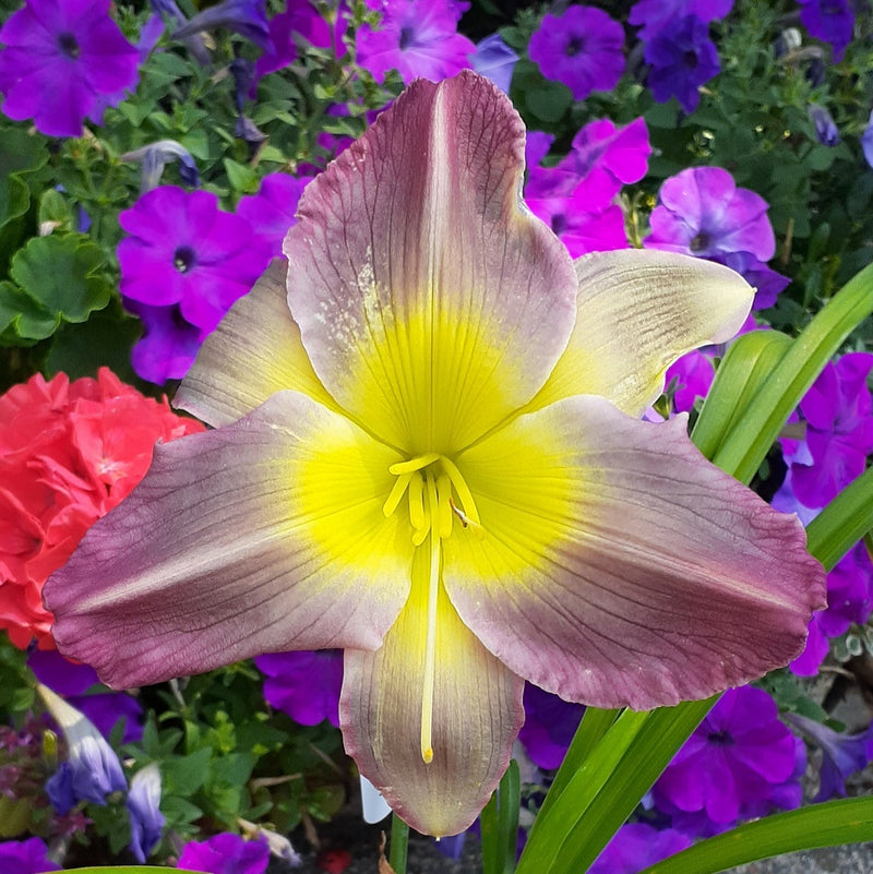 Pigment of Imagination Daylily from Oakes Daylilies