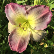 Pigment of Imagination Daylily from Oakes Daylilies