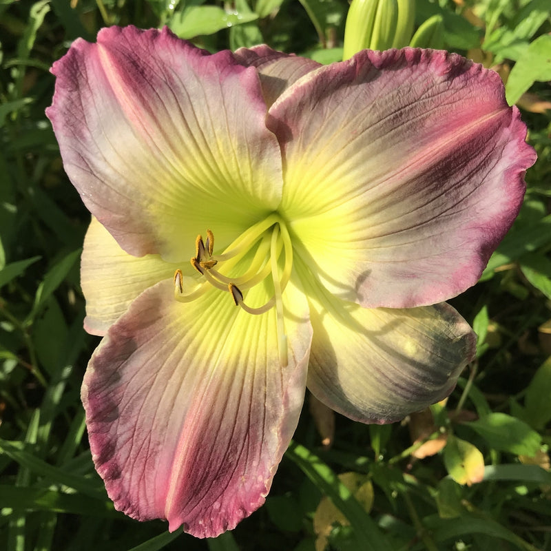 Pigment of Imagination Daylily from Oakes Daylilies