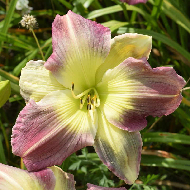 Pigment of Imagination Daylily from Oakes Daylilies
