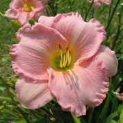Pink Attraction Daylily from Oakes Daylilies