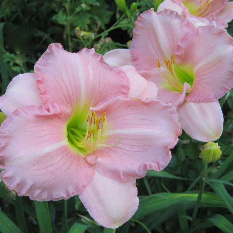 Pink Attraction Daylily from Oakes Daylilies