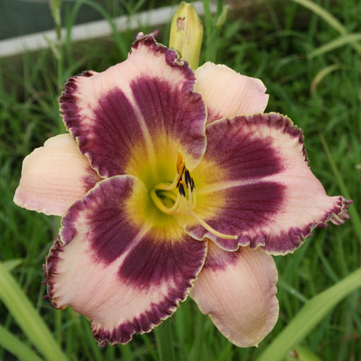 Pirate Code Daylily from Oakes Daylilies