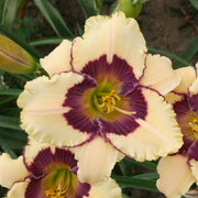 Point of Divergence Daylily from Oakes Daylilies