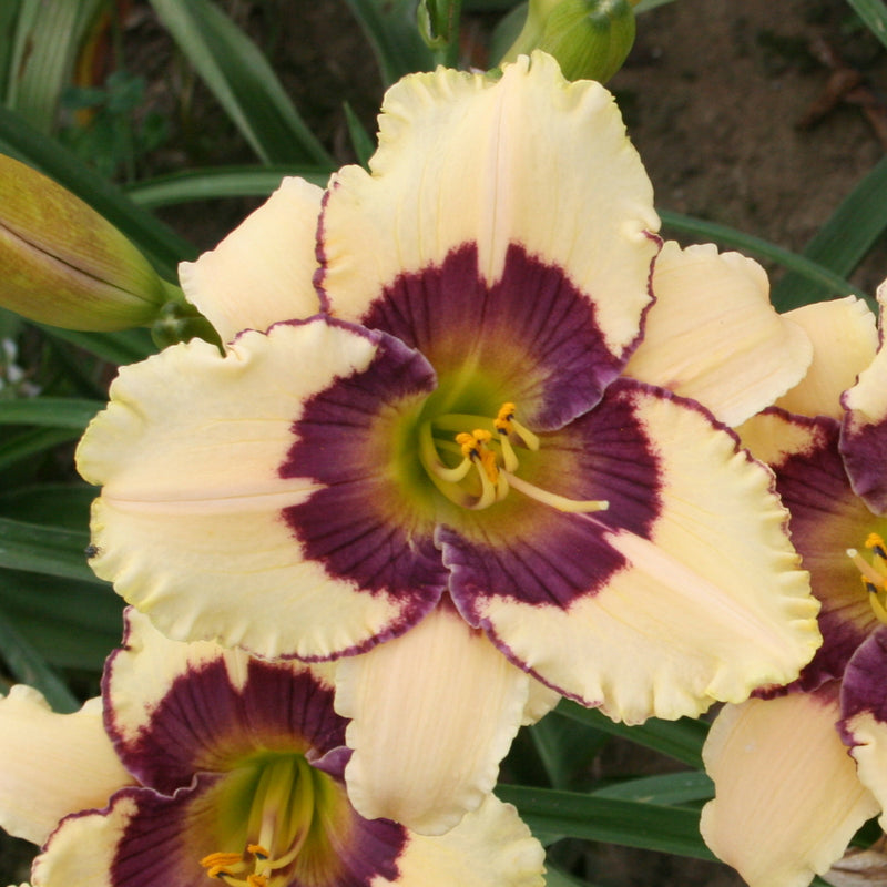 Point of Divergence Daylily from Oakes Daylilies