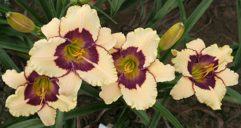 Point of Divergence Daylily from Oakes Daylilies