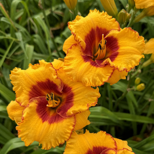 Pooh Bear Daylily from Oakes Daylilies