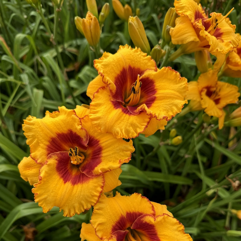 Pooh Bear Daylily from Oakes Daylilies