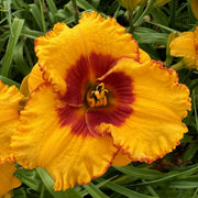 Pooh Bear Daylily from Oakes Daylilies