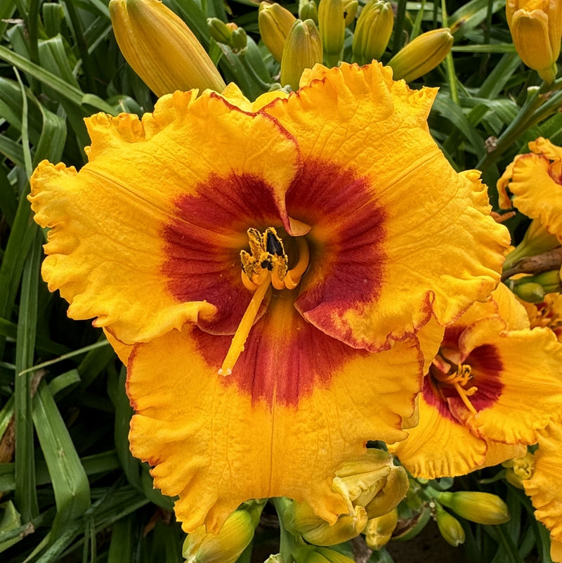 Pooh Bear Daylily from Oakes Daylilies