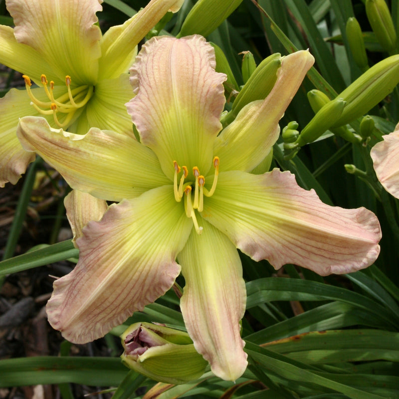Prague Spring Daylily from Oakes Daylilies