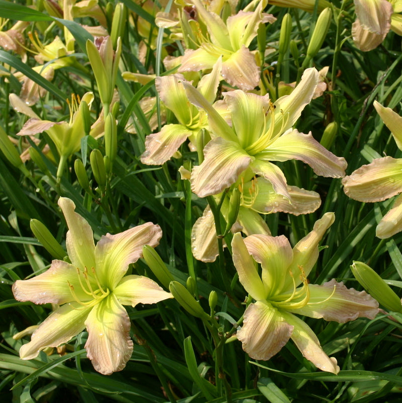 Prague Spring Daylily from Oakes Daylilies