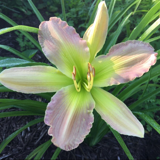 Prague Spring Daylily from Oakes Daylilies