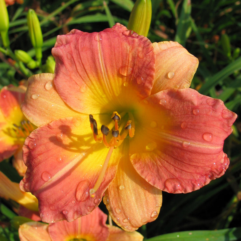 Prairie Blossoms Daylily from Oakes Daylilies