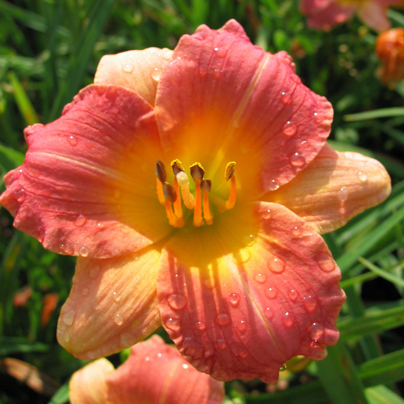 Prairie Blossoms Daylily from Oakes Daylilies