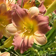 Prairie Blossoms Daylily from Oakes Daylilies