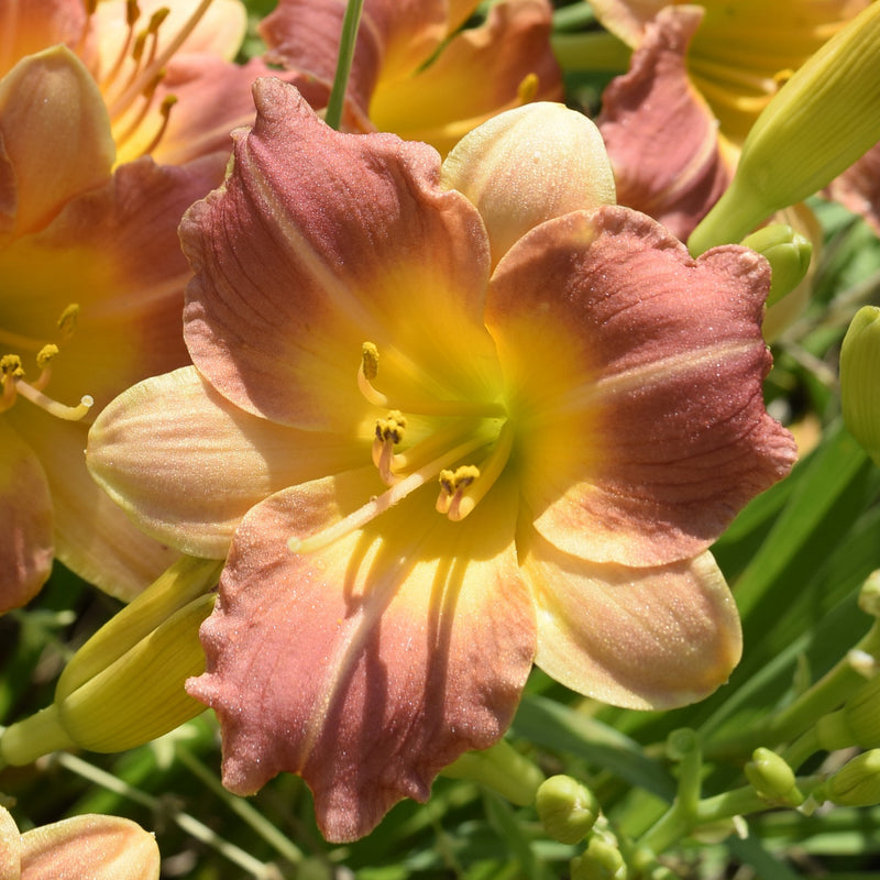 Prairie Blossoms Daylily from Oakes Daylilies